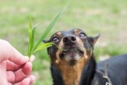 狗爱吃草，这些品种对身体有益！（探究狗吃草的原因及各类草对狗的好处）