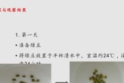 绿豆发芽的奇妙过程（从种子到绿芽，探秘绿豆发芽的神奇变化）