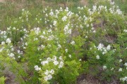 白天开花的植物大盘点（探秘白天开花植物的奥秘）