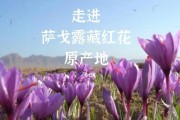 揭秘藏红花的神秘原产地（探究藏红花的历史渊源，解密藏红花的发源地）