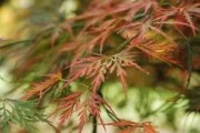 红枫冬天掉叶子的原因和处理方法（揭秘红枫为何冬季也会掉叶子，如何正确处理？）