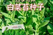 蔬菜种子的来源与获取方式（探究蔬菜种子的形成及繁殖方法，分享获取蔬菜种子的技巧）