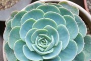 多肉花的养殖方法和注意事项（打造美丽的多肉花园）