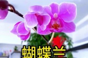 蝴蝶兰养殖指南（从选购到照料，打造健康美丽的蝴蝶兰花园）
