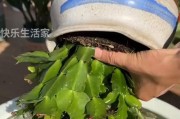 蟹爪兰花叶如何擦灰，保持叶面清洁亮丽（一种简单有效的方法让蟹爪兰焕发出独特魅力）