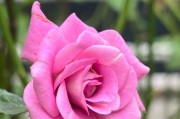 冬日盛开的花海（15种易养冬花，为你的冬日生活增添一份美好）