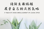 白玉兰花的养殖技巧（白玉兰花的种植要点和日常护理）