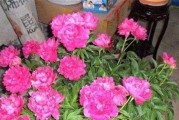 家庭芍药花养护大全（育苗、施肥、病虫害防治、花期管理、开花技巧）