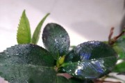 茶花叶子发黑病的治疗与预防方法（保护茶花健康，让叶子再现生机）