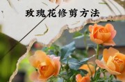 金雀花修剪方法详解（打造美丽庭院的关键一步）