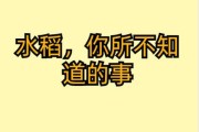 水稻是粮食作物吗？——探究水稻的重要性和分类（水稻的种类、分布、营养成分以及对人类的影响）