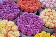 解密35朵玫瑰花语（浪漫花语背后的含义，一次探究）