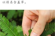 种植含羞草的技巧与注意事项（打造鲜艳花坛的秘密武器——含羞草栽培指南）