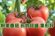 教你如何保存并种植西红柿种子（西红柿种子保存方法及种植技巧）