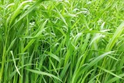 黑麦草的冬季抗寒性能研究（黑麦草的冬季生长和生理特性探究）