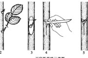 花仙子的养殖技巧（简单易行的培育方法，让你轻松拥有美丽花仙子）