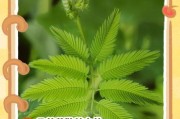 含羞草的开花过程及花朵掉落原因剖析（探索含羞草开花的奥秘与花朵脱落的原因）