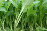 如何种植鸡毛菜种子（步步为营，助力成功种植）