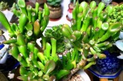 多肉养殖的秘籍（如何正确养护多肉植物）