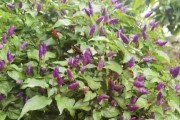包菜种植指南（几月份种植最合适？种植技巧与注意事项）