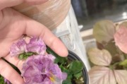 如何修剪角堇，让它更美丽健康（角堇修剪技巧及注意事项）