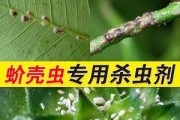 多肉介壳虫防治指南（药品选择与使用技巧）
