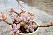 种多肉冬美人选大盆还是小盆？（探究多肉冬美人种植的盆栽选择，从大小、材质、通透性等方面解析）