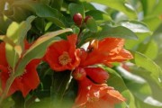 家里养石榴花的好处与风水（石榴花带来幸福的秘密，你知道吗？）
