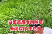 大白菜种植与管理（从选择品种到施肥技巧，全方位指南）