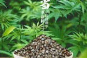 探秘麻籽的神奇之处（解密麻籽植物的起源和用途）