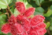红毛丹果树的成长与结果实（从栽培到结果实，几年等待的期盼与收获）