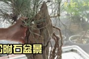 黑松的上盆与养护（掌握黑松的上盆时间和养护方法，做好盆栽黑松的护理）