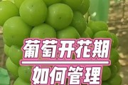 葡萄开花结果的生长周期（探究葡萄的生长过程及生产技巧）