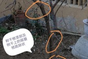 盆栽石榴的修剪技巧（提升盆养石榴的健康和美观度）