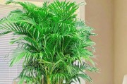 养护轻松的凤尾竹（家居绿植首选）