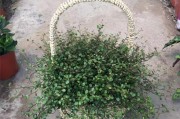 室内适合养吊兰花吗？（探究吊兰花在室内的养护方法和注意事项）