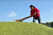 黄豆种植与收获时间分析，掌握收获关键诀窍（黄豆种植，收获丰收，助你轻松赚钱）