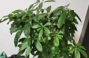 发财树开花时间及如何促进开花（多久开花一次？如何让发财树开花？）