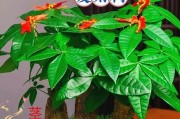 如何选择适合发财树的盆？（发财树盆的材质、大小、形状和颜色都需要考虑）