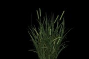 三叶草究竟是不是蕨类植物？（探究三叶草的分类归属和特征）