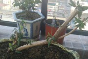 盆栽金银花的盆大小选择（合适的盆大小如何影响金银花的生长？）