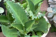 探讨以落地生根叶子的种植方法和技巧（实用技巧帮助您成功地种植以落地生根的叶子）