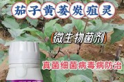 了解茄子黄叶病，保护茄子庄稼（了解茄子黄叶病，保护茄子庄稼）