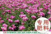 芍药与白芍有何不同（区别、特点、功效等方面的详细介绍）
