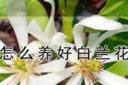 白兰花的养殖方法和注意事项（从选种到维护，打造美丽家居花园）