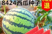 无籽西瓜种子的来历与繁育（西瓜变种技术、无籽西瓜的特点、育种方法）