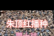 朱顶红的种植技巧与养护方法（掌握朱顶红的种植要点，打造绚丽花海）