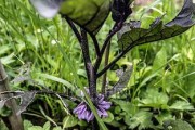 茄子是一种多年生植物吗？（探究茄子的生长特点及相关知识）