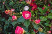 茶花的花语和寓意（探寻茶花的生命哲学）