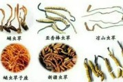 探秘冬虫夏草的生长环境（寻找冬虫夏草的踪迹与特征）